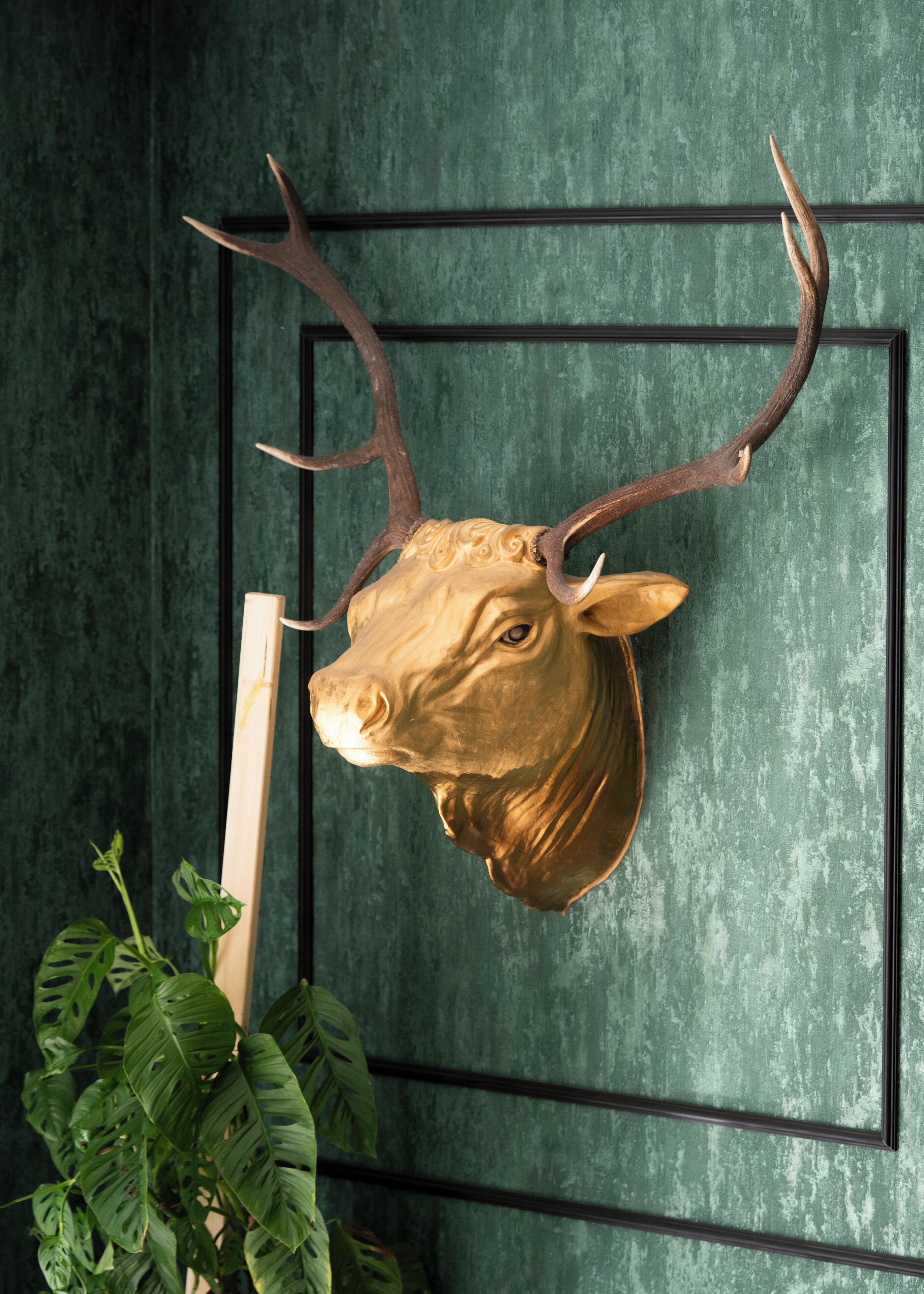 A mounted deer head with antlers on a wall.