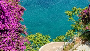 Vista costera con una escalera que baja a la playa, rodeada de flores púrpuras y follaje verde.