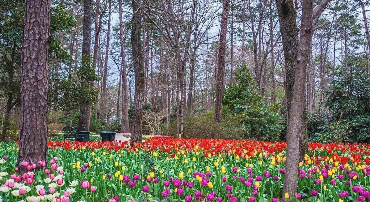 Un jardín con diversos tulipanes y árboles.