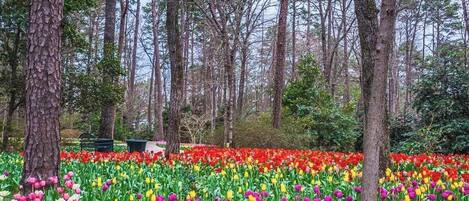 Un jardín con diversos tulipanes y árboles.