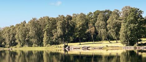 Un lago tranquilo rodeado de árboles frondosos y un cielo despejado.