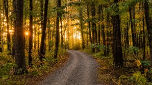Uma trilha na floresta, com árvores e luz do sol filtrando.