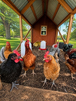 Un gallinero con estructura de madera y techo de metal.