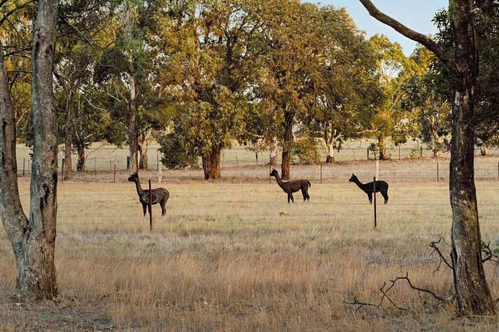 A fenced outdoor area with three llamas standing among trees.