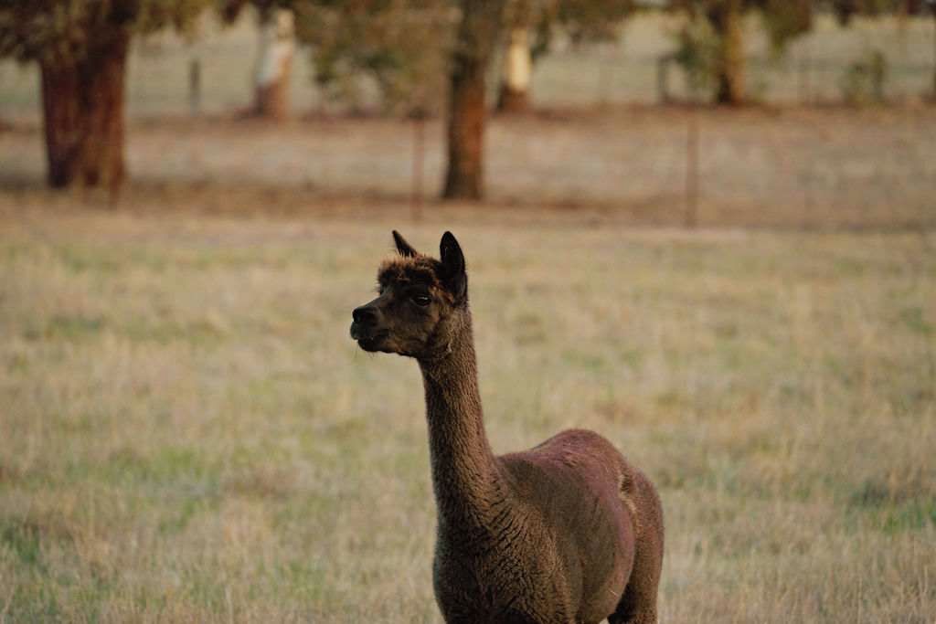 A llama standing in a grassy field with trees in the background.