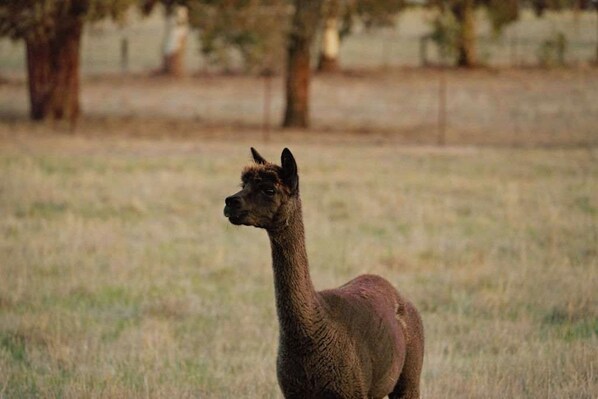 A llama standing in a grassy field with trees in the background.