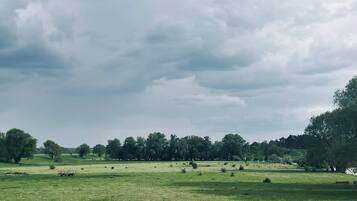 Un campo erboso con alberi e un cielo nuvoloso.