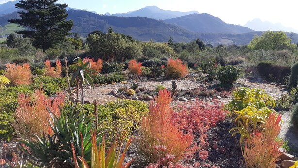A garden with various plants and a mountainous backdrop.