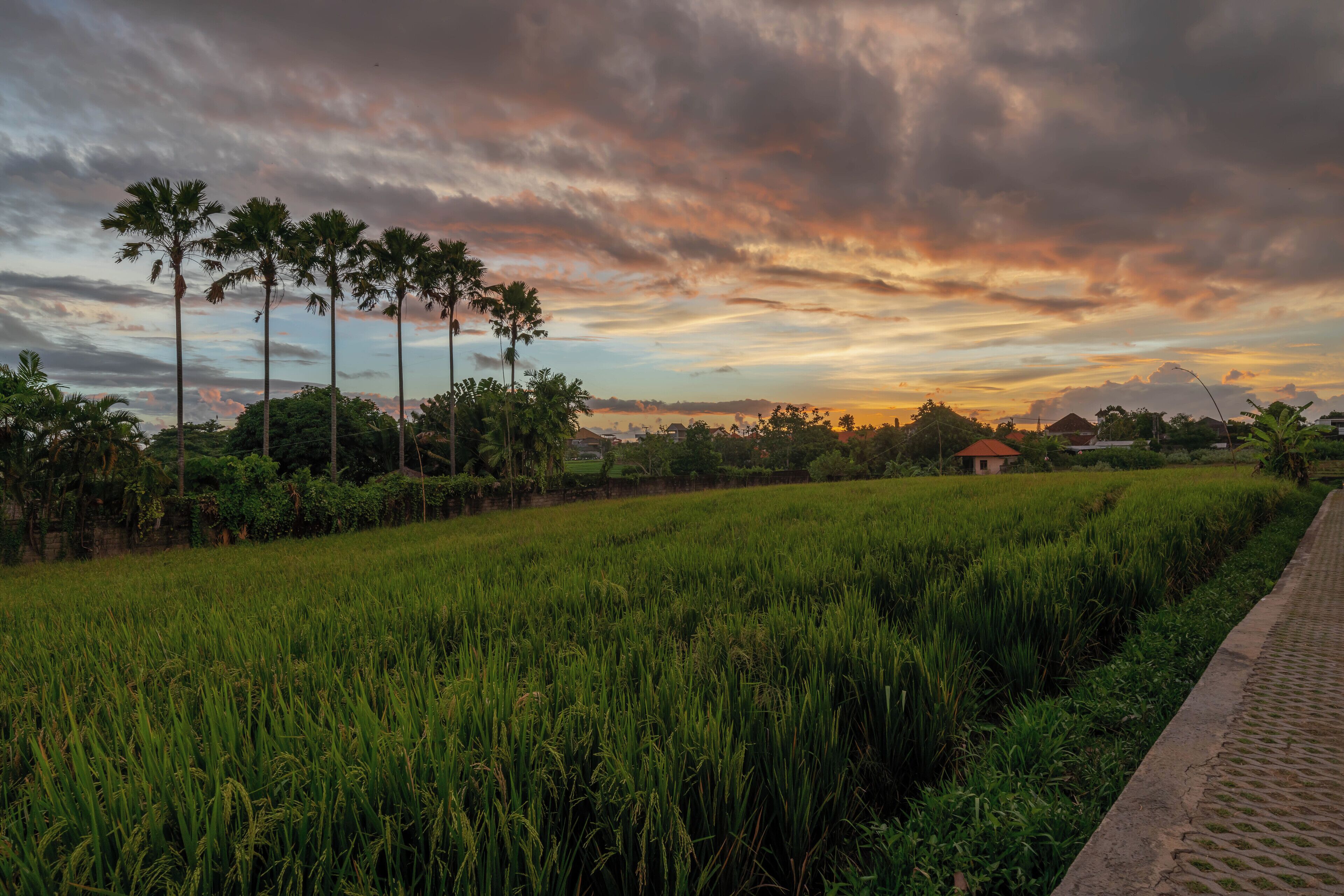 A rural landscape with a field of crops, a paved path, and palm trees under a cloudy sky.