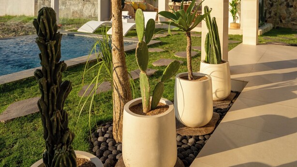 Een moderne buitenruimte met een zwembad, potten met cactussen en een overdekt zitgedeelte.