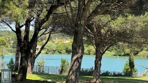 A park with large trees and a lake in the background.
