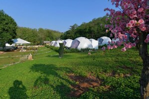 A row of dome-shaped structures in a green field with a tree bearing pink flowers. - NiNo San Glamping - Pak Chong (Pak Chong)