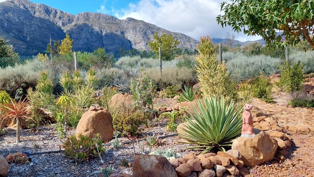 A desert garden with various cacti and succulents, surrounded by rocky terrain and mountains in the background. - Gecko Pet-friendly cottage on Fynbos Garden Retreat (Franschhoek)