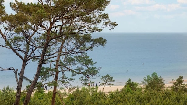 A beach with a tree in the foreground and a clear view of the sea.