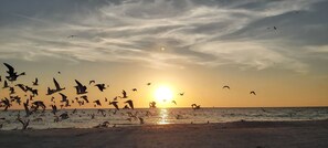 Una playa con aves volando cerca del agua al atardecer.