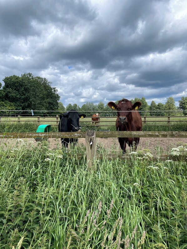 Property grounds - Magasinet - Cozy farmstay near forest & lake (Ingelstad)