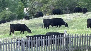 A fenced pasture with several cows grazing. - One room guest house with hot tub, three twin beds, one futon, kitchen, bathroom (Collbran)