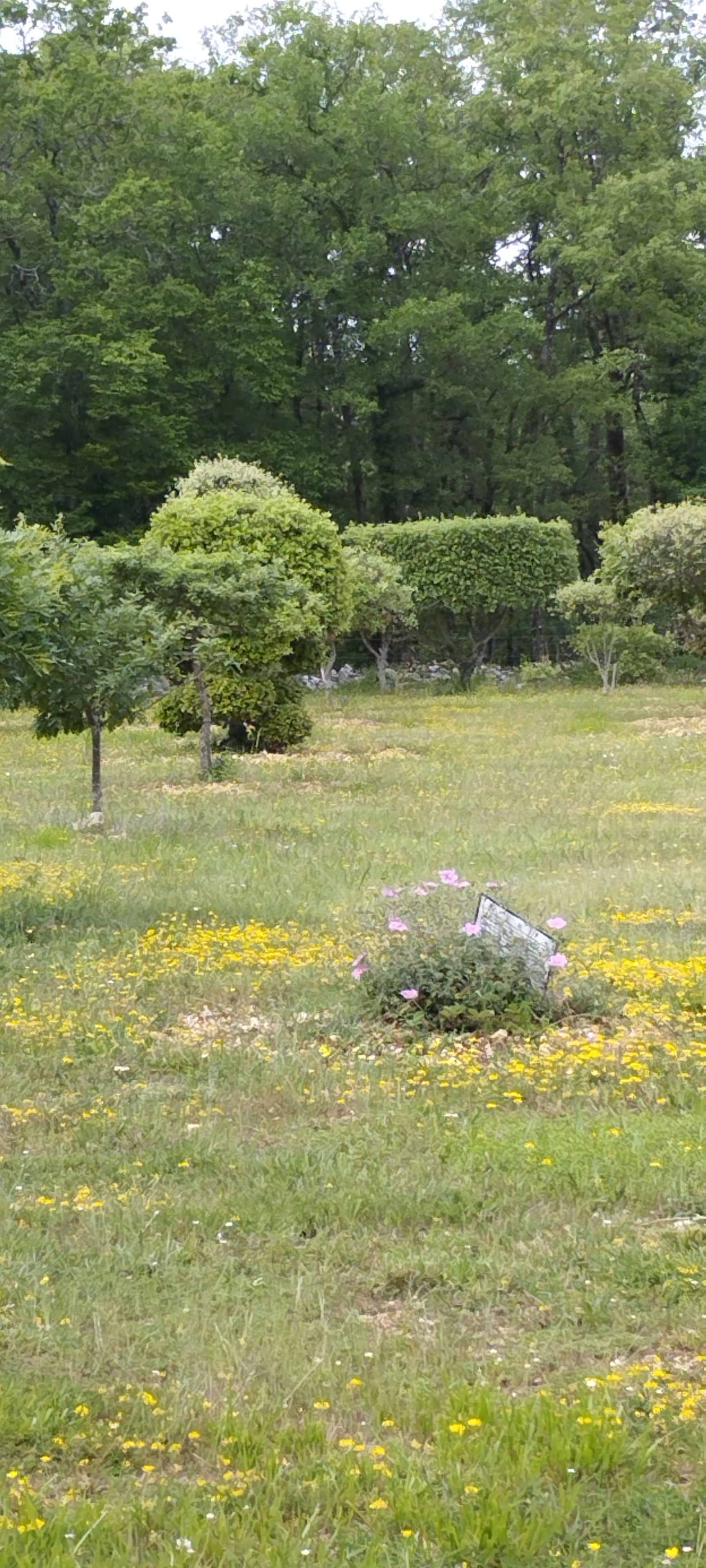 Un champ herbeux parsemé de fleurs jaunes, avec des arbres verts en arrière-plan.