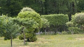 Un champ herbeux parsemé de fleurs jaunes, avec des arbres verts en arrière-plan.