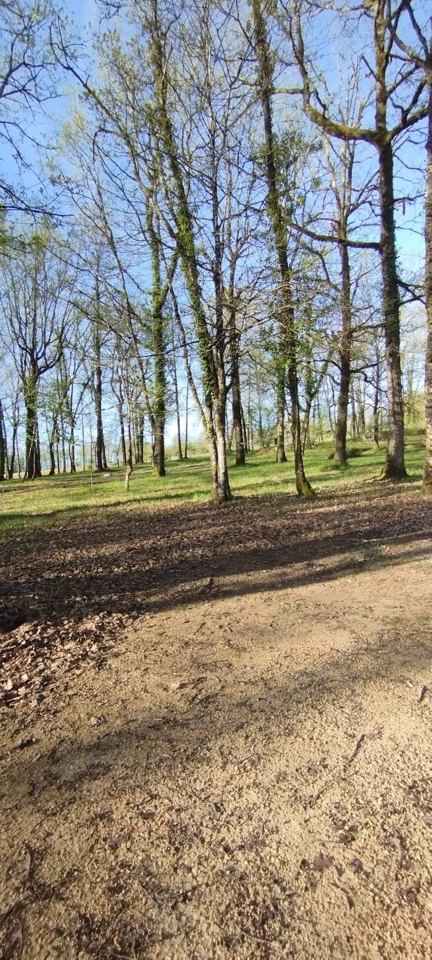Zona boscosa amb un camí de terra i gespa.