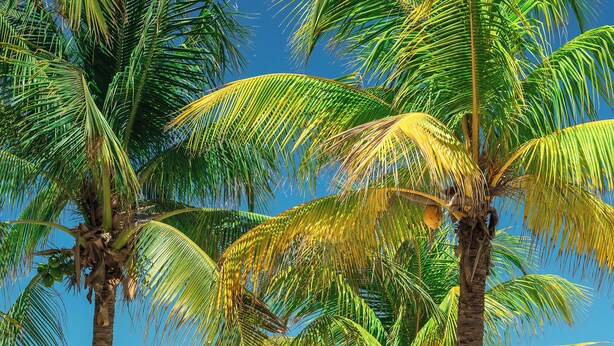 On the beach, white sand - Mawimbi Boutique Hotel (Isla Holbox)