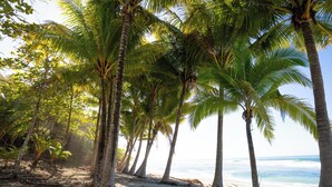Une plage bordée de palmiers, offrant une vue dégagée sur l’océan.
