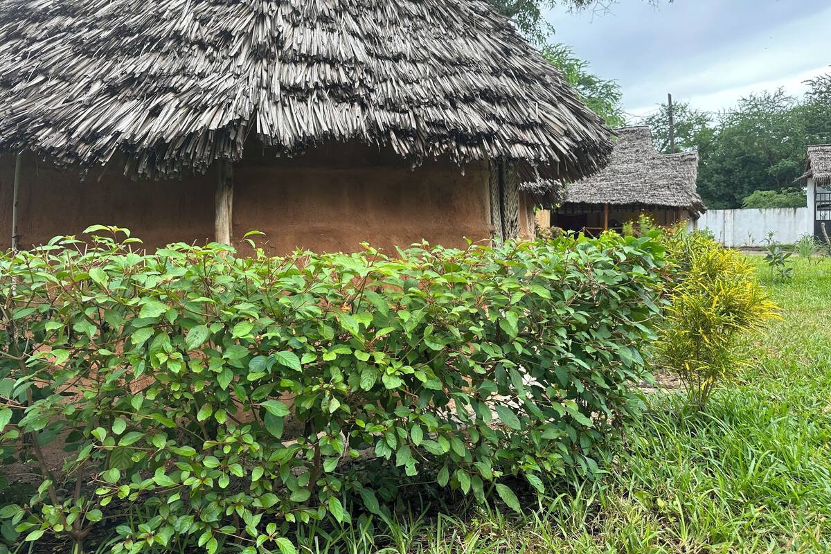 A traditional thatched-roof hut with a dirt ground and green foliage in the foreground.