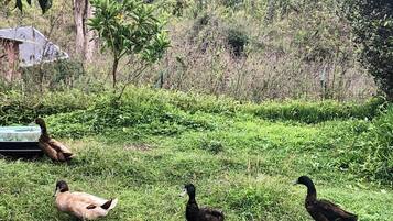 Une zone herbeuse avec trois canards et un petit étang.