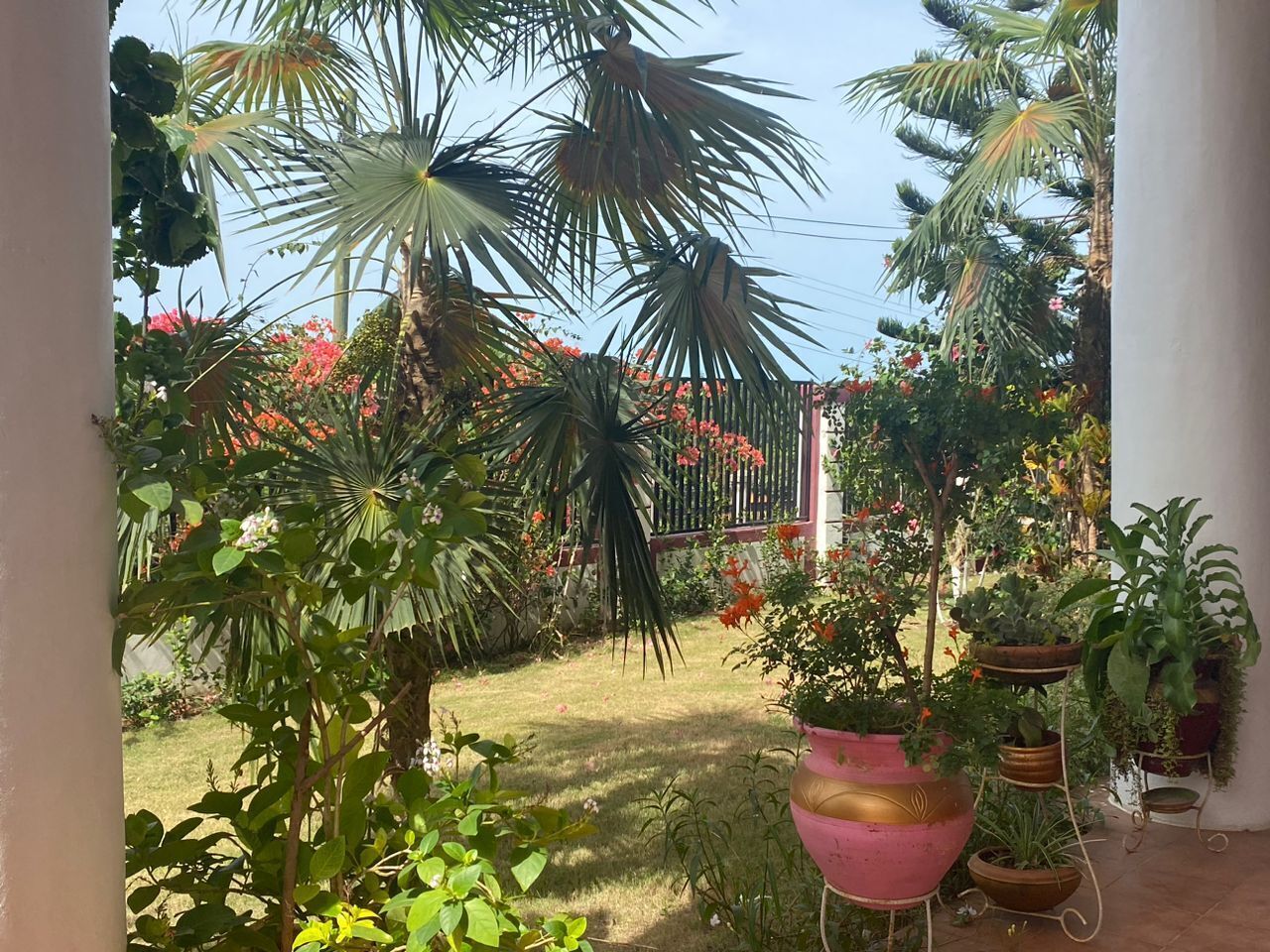 Un jardín con diversas plantas y una valla al fondo.