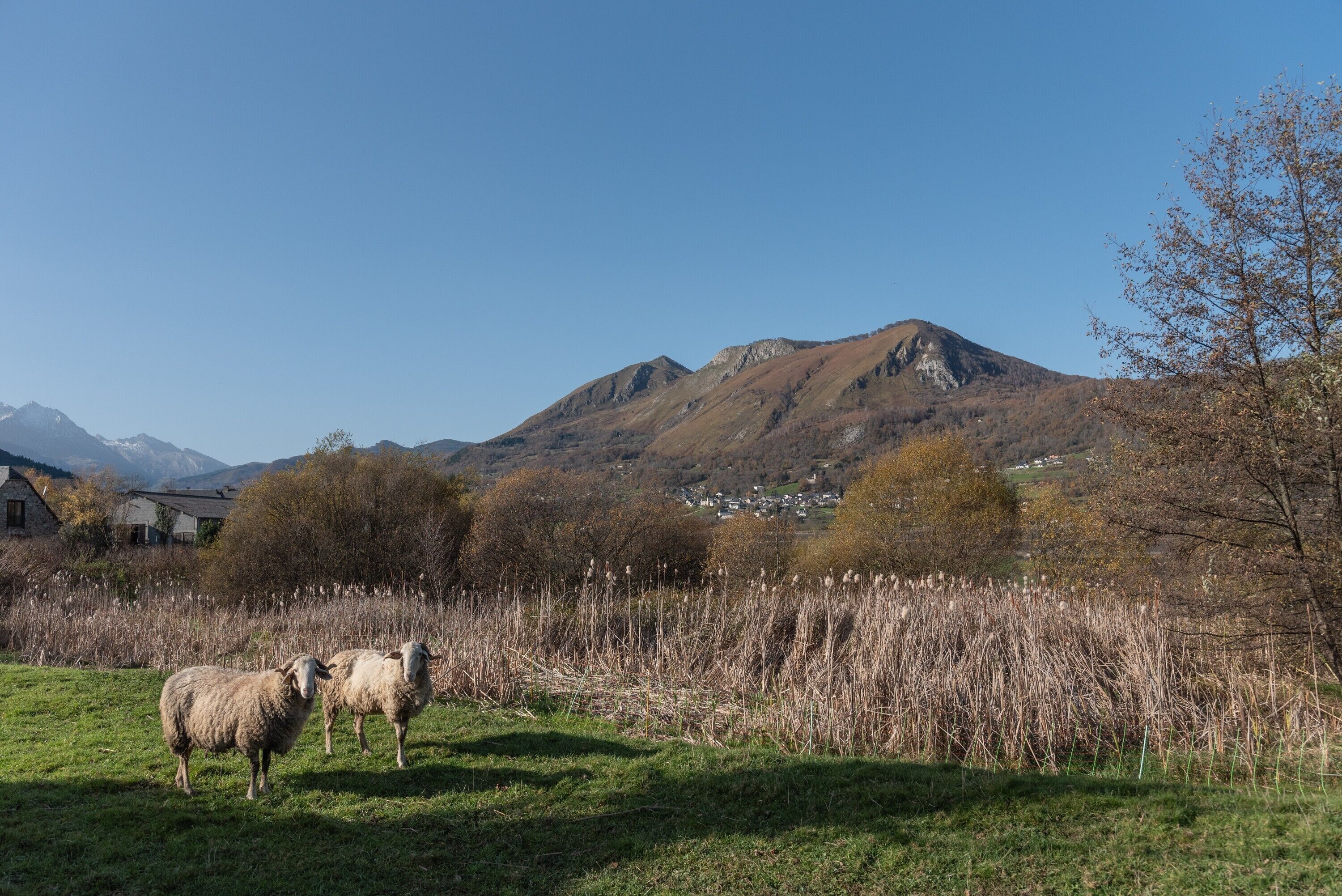 Ländliche Landschaft mit Bergen, einem Haus und zwei Schafen auf einer Wiese.