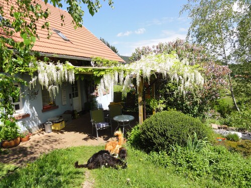 Llama and Maine Coon farm in sunny  and secluded location in Biederbach 3 rooms