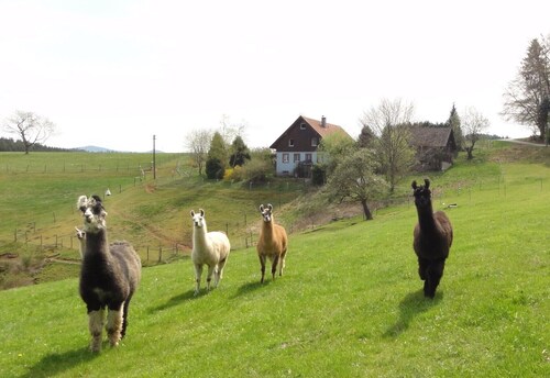 Llama and Maine Coon farm in sunny  and secluded location in Biederbach 3 rooms