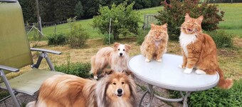 Llama and Maine Coon farm in sunny  and secluded location in Biederbach 3 rooms