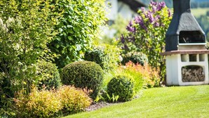 A well-maintained garden with various shrubs and a small structure.