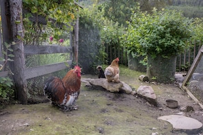 A rustic outdoor setting with a wooden fence, a chicken, and a rock.