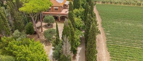 A rural property with a house, vineyard, and surrounding trees.