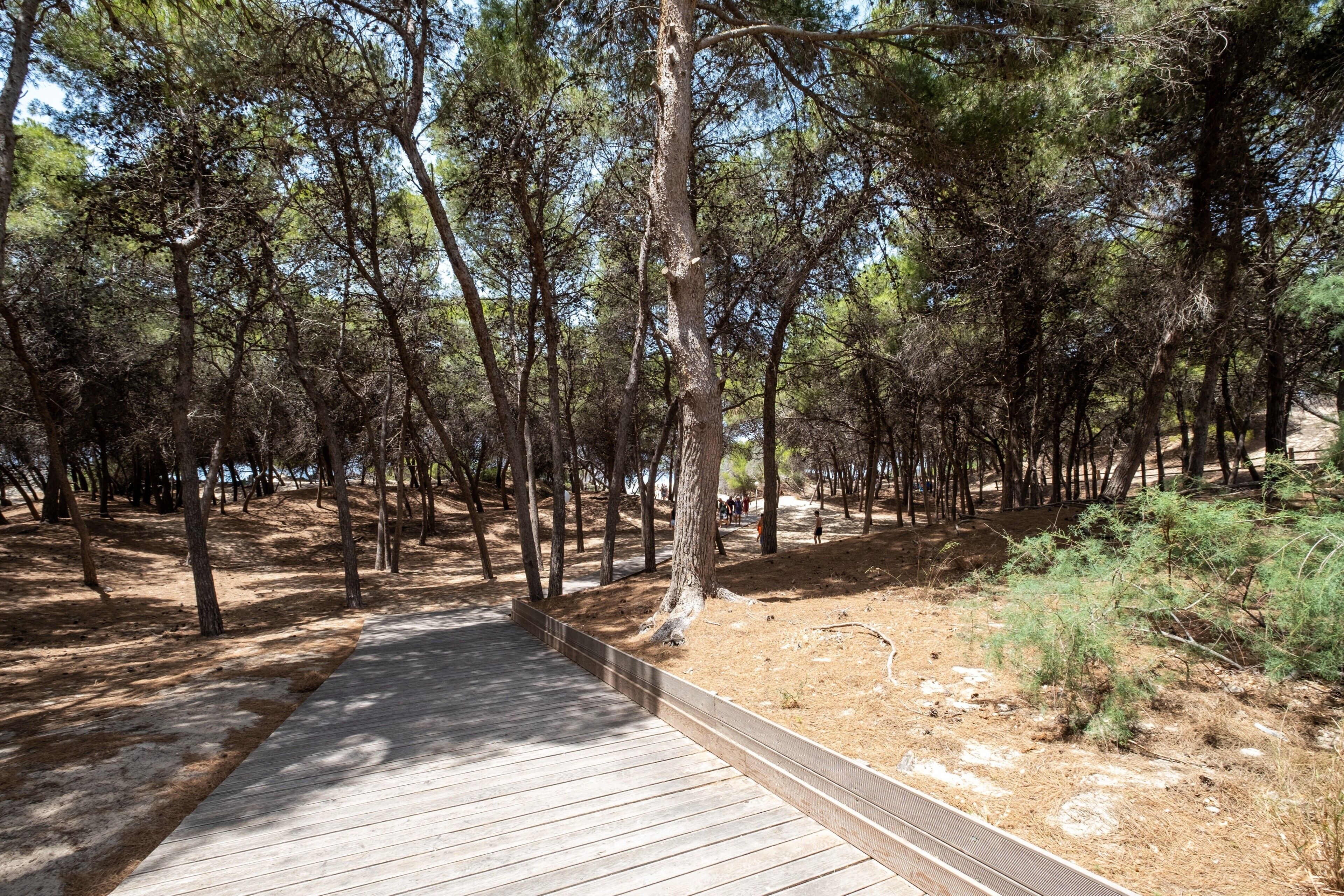 A wooden pathway through a forested area with trees and a clear sky.