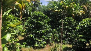 A lush garden with various tropical plants and trees. - Minsyuku yuinoie (Tatsugo)