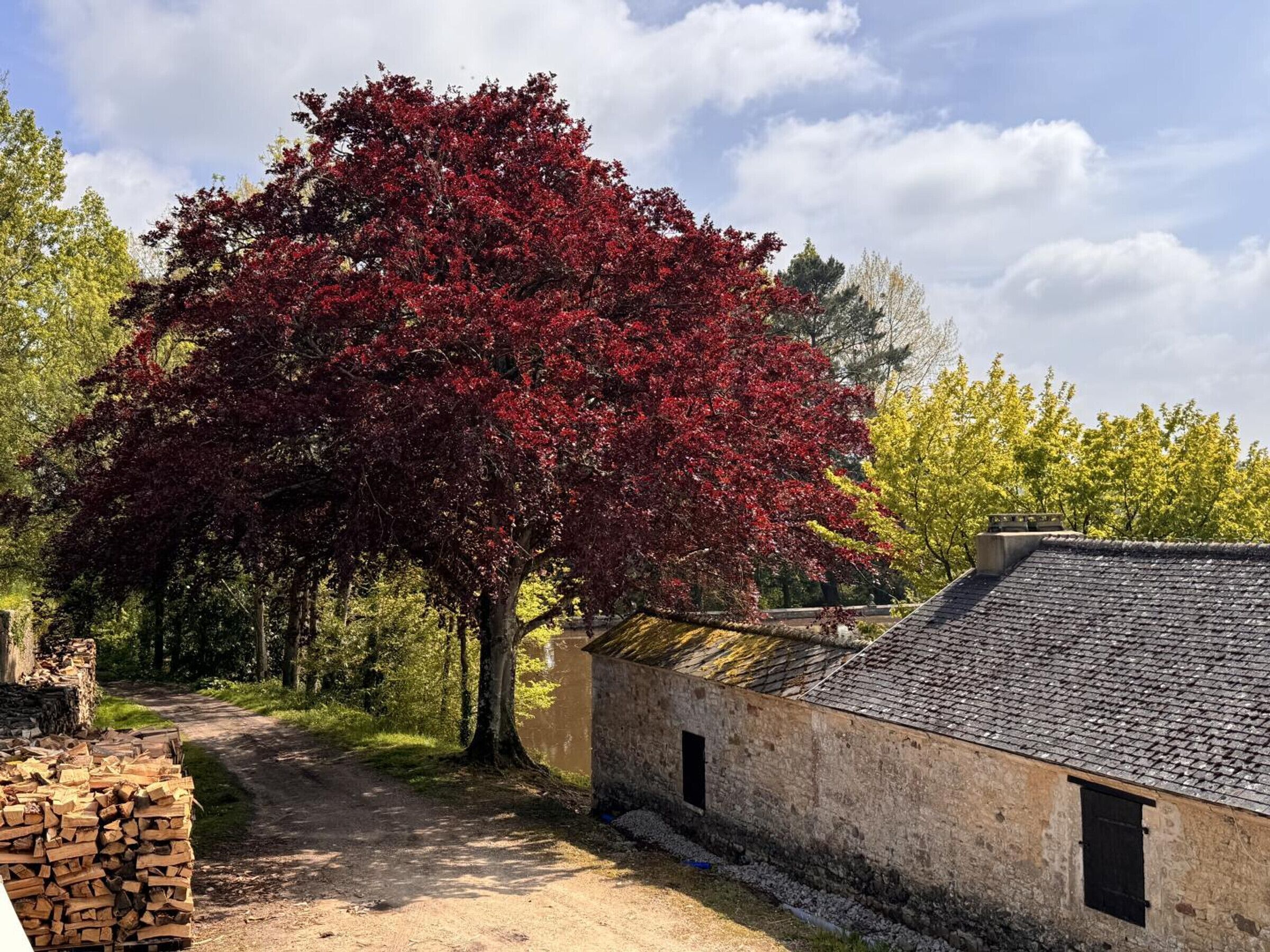 A rustic building with a dirt path leading to it, surrounded by trees with red foliage.