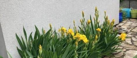 Detalle exterior