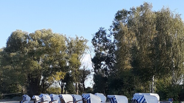 Xequets de platja amb toldos a ratlles damunt d'una platja sorrenca, envoltats d'arbres.