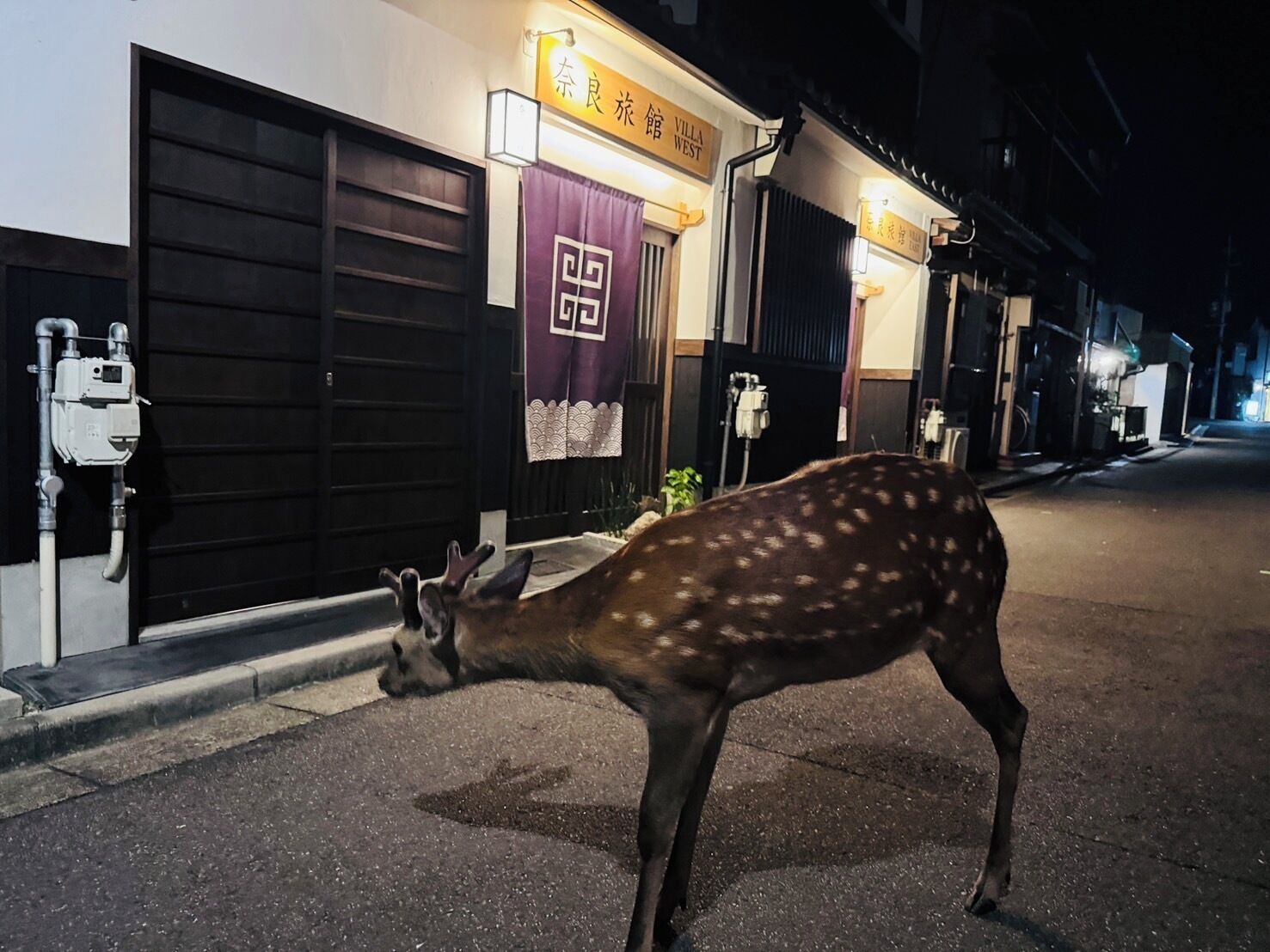 A deer standing in front of a building with a sign that reads "Villa West".