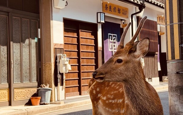 外觀