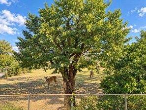 A fenced outdoor area with a large tree providing shade, a deer standing near the fence, and another deer grazing in the background. - Nara-Ryokan Villa (Nara)