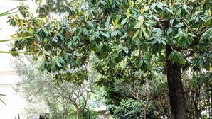 A garden with a gravel path, a brick wall, and various trees. - Exclusive  apartment in Perugia centre with parking  (perugia)