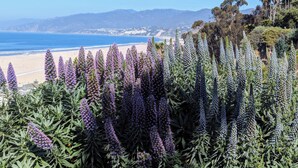 Eine Küstenlandschaft mit Strand, Bergen und violetten Blumen im Vordergrund.