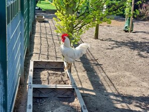 Property grounds - Gemütliche Wohnung mit Kamin im Biosphärenreservat Schaalsee (Rögnitz)