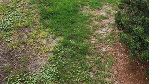 A well-maintained lawn with a golf flag, surrounded by palm trees and a residential building in the background. - 2/2, Sleeps 6, 9 hole golf course on site, pool out your front door, 8 min.beach (Destin)