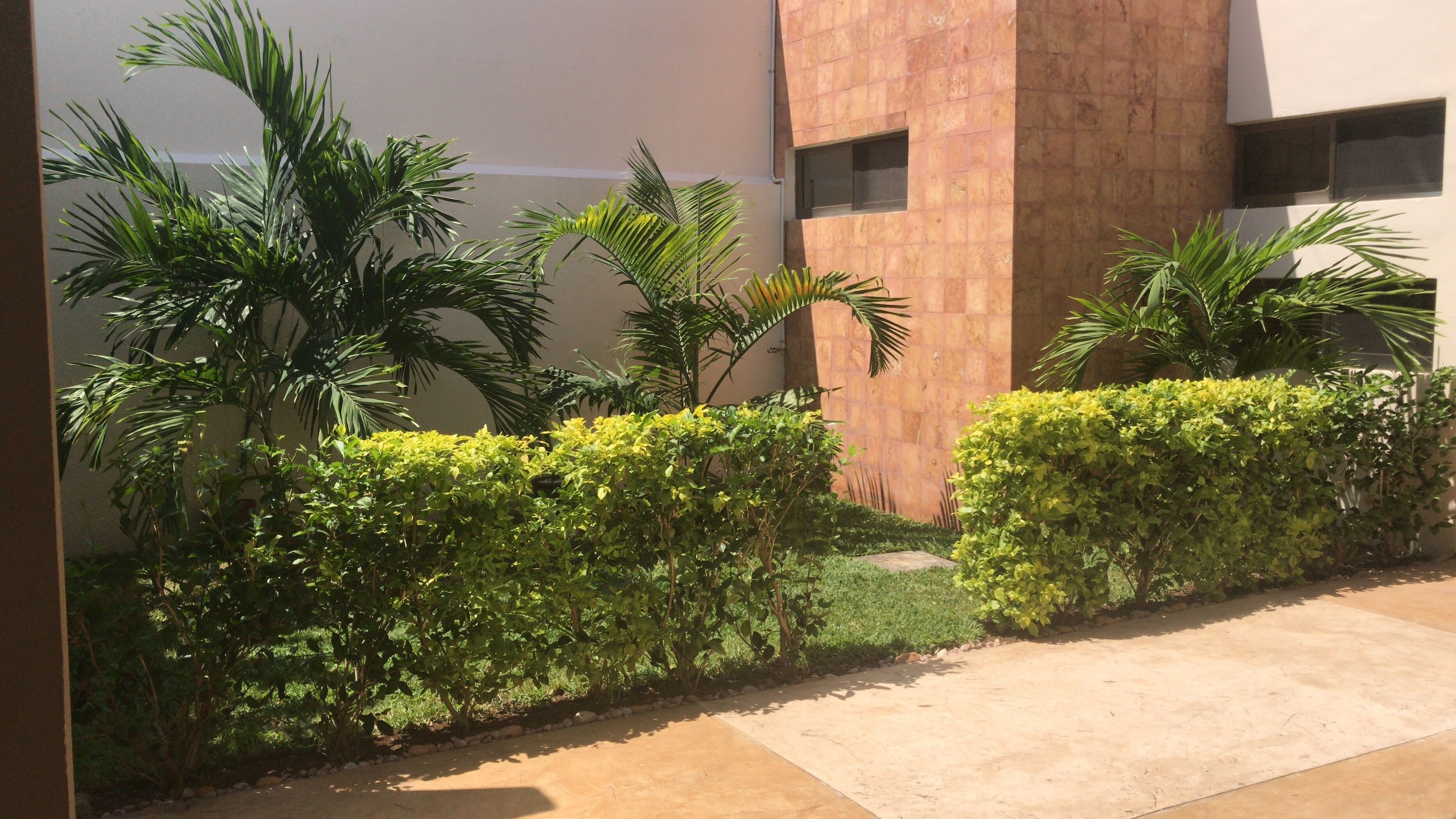 A courtyard with a concrete pathway, surrounded by lush green shrubs and palm trees.