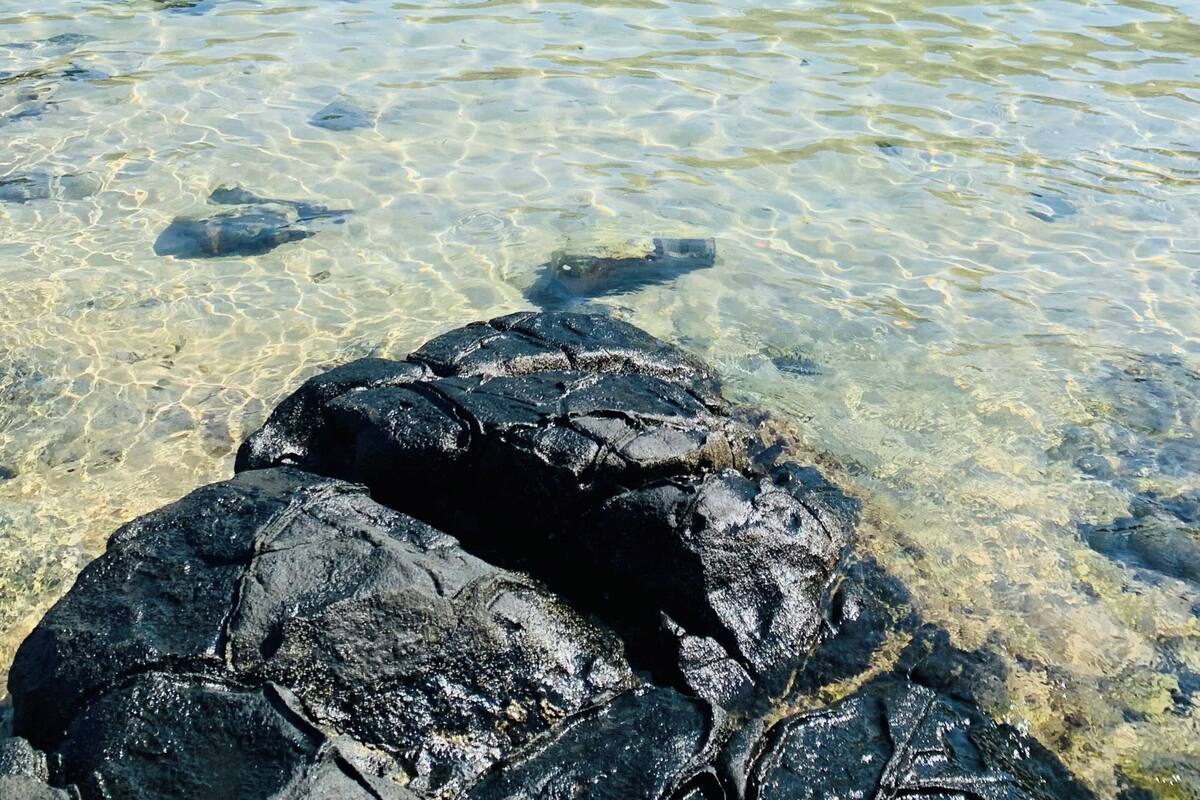 A beach with clear water, rocks, and palm trees.